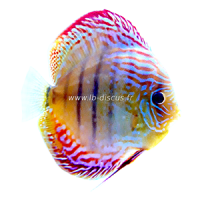 Discus Turquoise Face Line